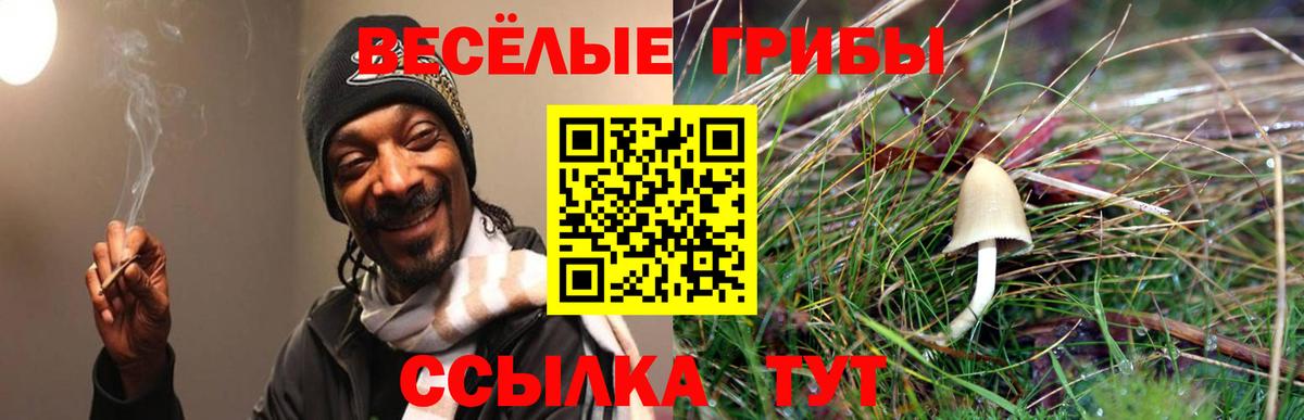 Псилоцибиновые грибы Psilocybe  Псилоцибиновые грибы прущие грибы  Богданович  Вход с VPN 